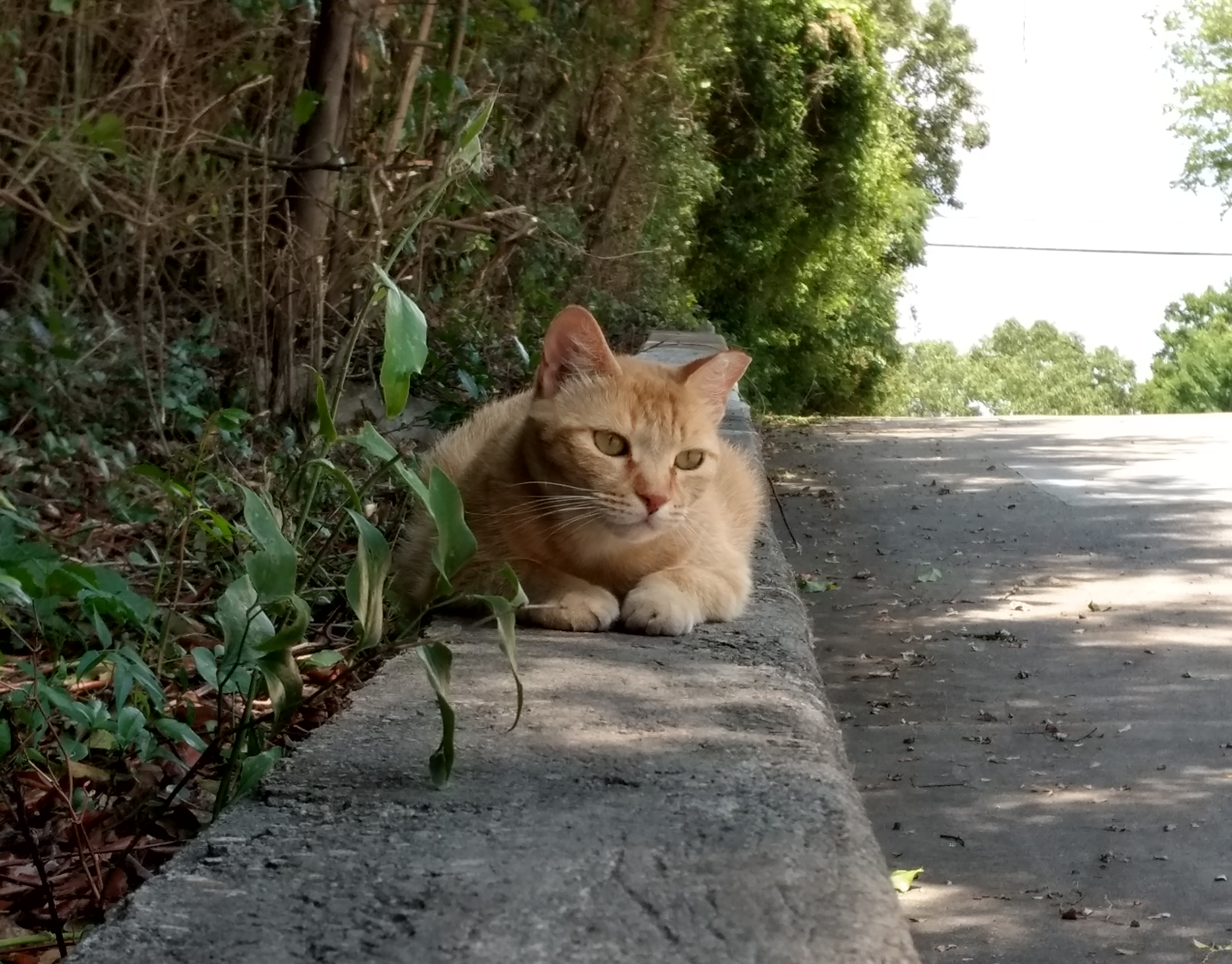 Community cat being cared for through TNR program